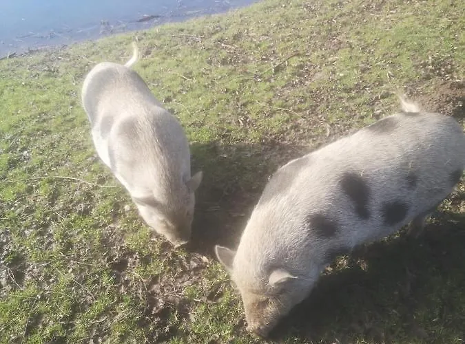 Jolysable Bed and breakfast Pons