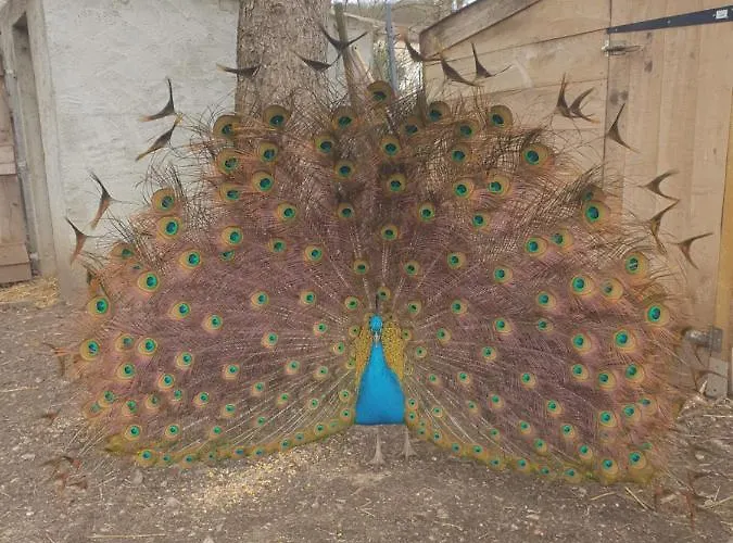 Alojamento de Acomodação e Pequeno-almoço Jolysable 3*